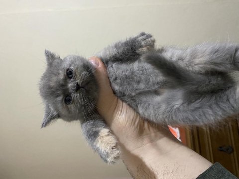 2 aylık british shorthair