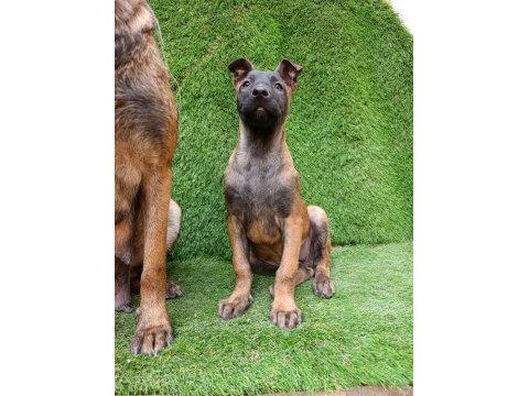 3 aylık dişi güzeli malinois manken şila
