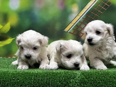 Resmi üreticiden maltese terrier yavrular
