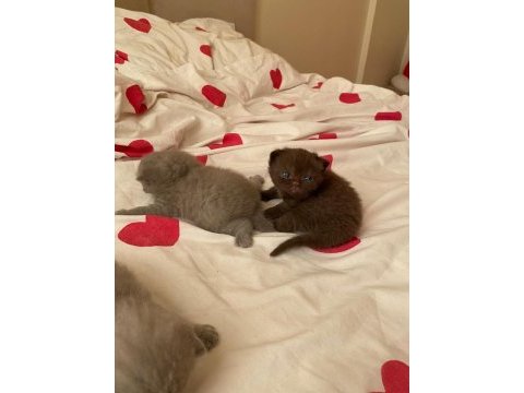 Kahve erkek british longhair