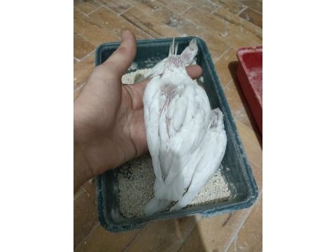 Albino sultan yavrusu
