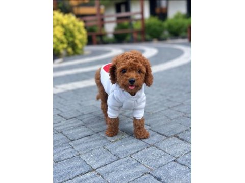 Sağlık ve ırk garantili toy poodle