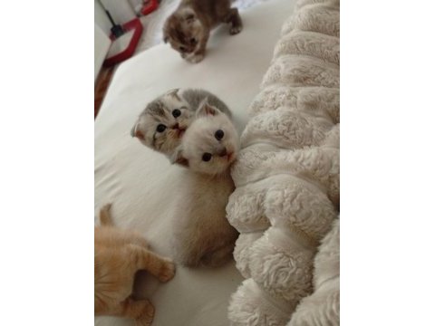 Scottish fold orjinal yavrularımı sahiplendiriyorum