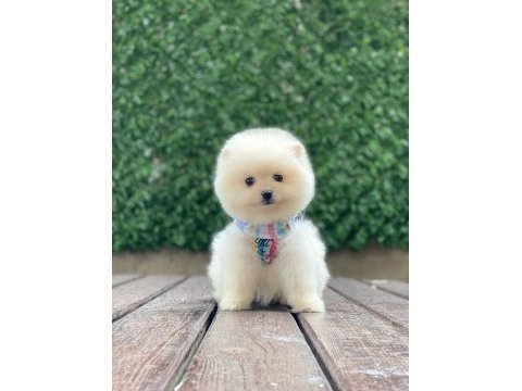 Yeni evlerine gitmeye hazır pomeranian yavruları