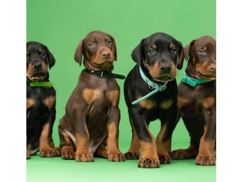 Afacan doberman bebekler kapıda ödeme mevcuttur