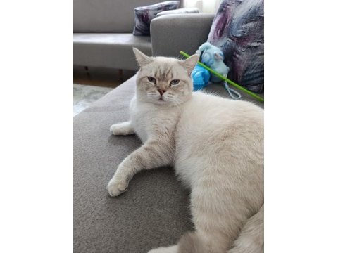 Scottish fold cinsi kedimize yuva arıyoruz