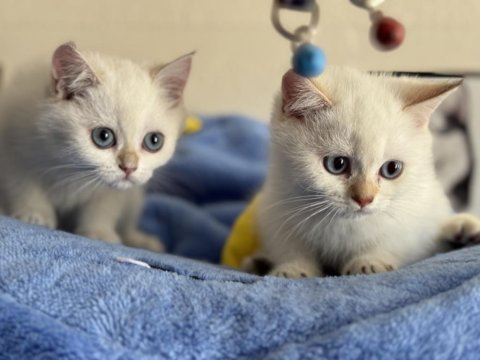 Ankarada ziyarete açık british longhair ve shorthair ler