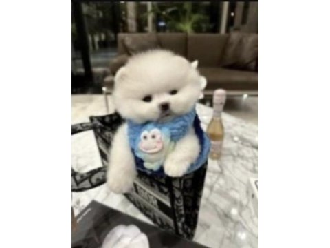 Pomeranian boo yavrularımız