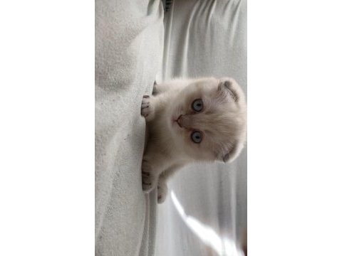 Dişi scottish fold yavrularım