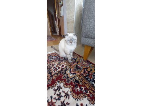 Güzel scottish fold kızım