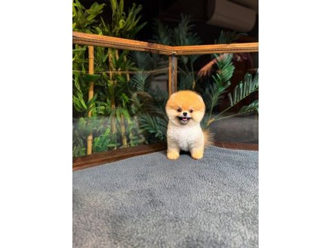 Safkan kore pomeranian boo yavrularımız