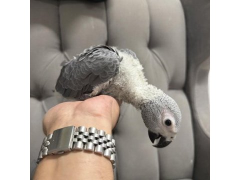 Bebek jako papağanları