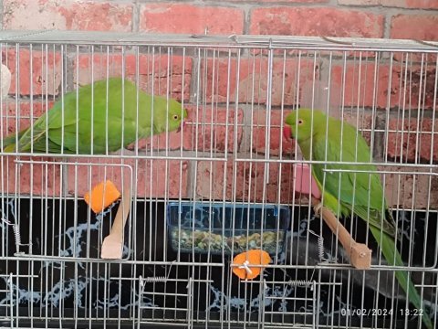 Genç pakistan takımı