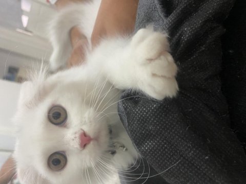 2.5 aylık scottish fold