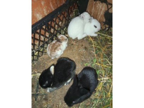 Netherland dwarf cüce tavşanlarımız mevcuttur