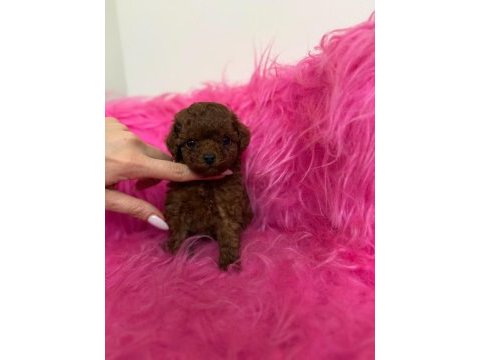 Micro teacup kore poodle bebeklerimiz