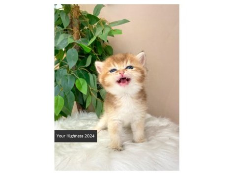 Golden british shorthair yavrularım