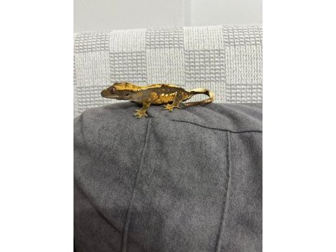Crested gecko