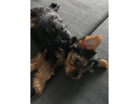 Kendi köpeğimizin yavruları