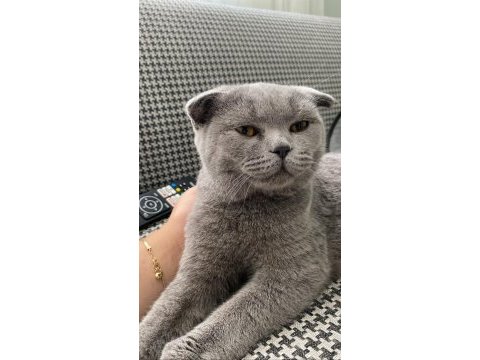 Ücretsiz sahiplendirilecek scottish fold