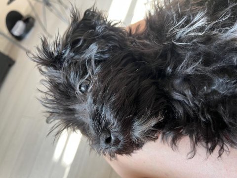 Bütün aşıları tam 4 aylık yavru maltipoo