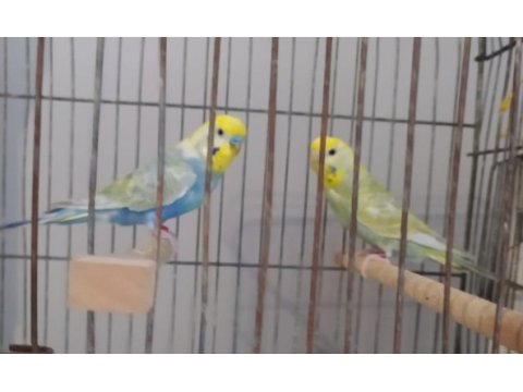 Rainbow yetişkin çift, bilezikli muhabbet kuşları