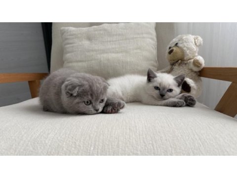 British shorthair 55 günlük erkek