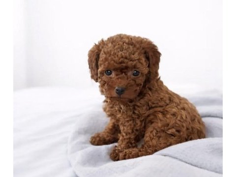 Toy poodle köpekler