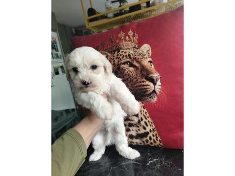 Show kalite mini maltipoo yavrularımız