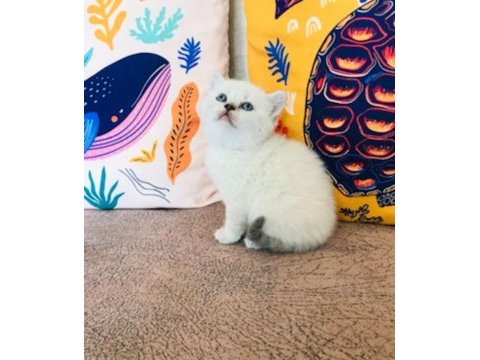 Safkan british shorthair yavru