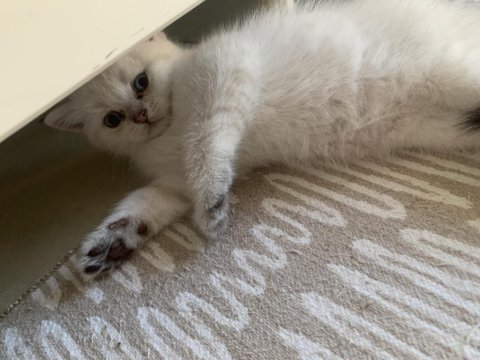 Safkan erkek kedimiz yeni ailesini arıyor