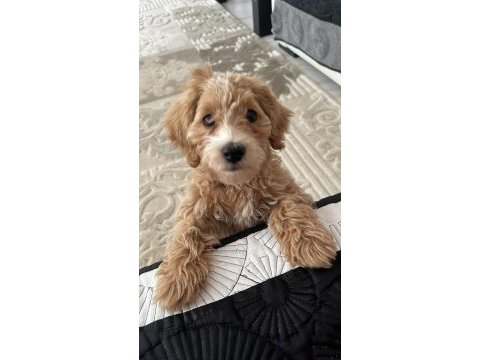 Maltipoo 4 aylık