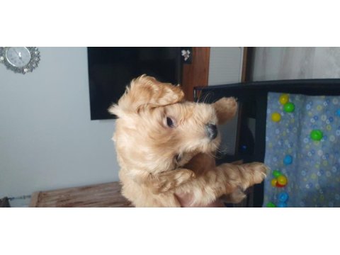 Maltipoo köpeği