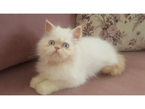 Egzotik kar topu iran kedisi oğlum
