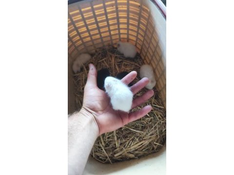 Beyaz ve siyah 1 aylık suriye hamster yavruları