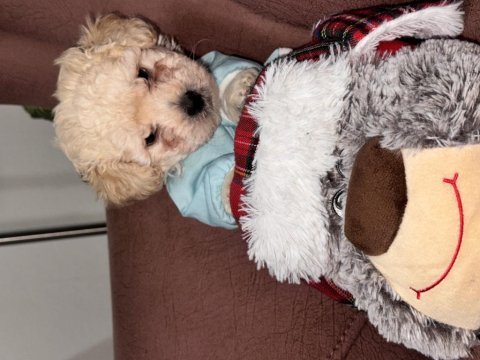 Acil köpekler fiyat görüşülür taksitlendirilir