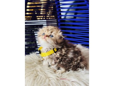 Scottish fold longhair golden tabby