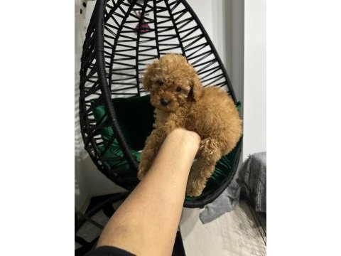 Safkan toy poodle yavru