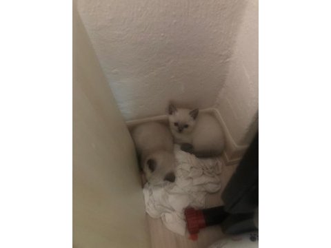 Daha 44 günlük british shorthair
