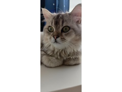 Ücretsiz sahiplendirebilecek chinchilla