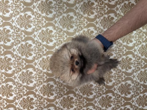 Pomeranian boo erkek bebeğimiz