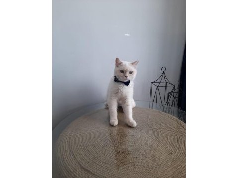 British longhair oğluma eş arıyoruz