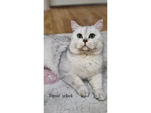 Çok akıllı ve uslu bir çocuk british longhair