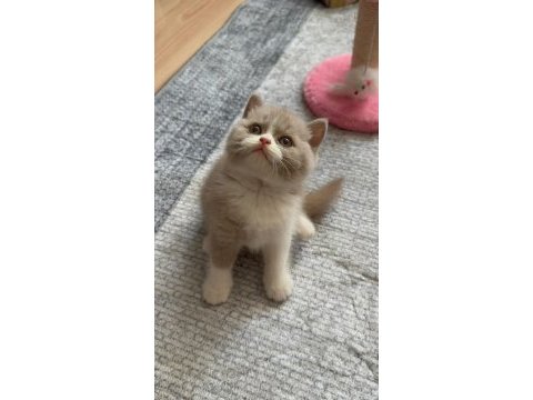 Sevimli fawn bicolor bebek british shorthair