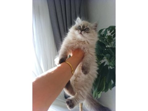 Pofuduk pati british longhair