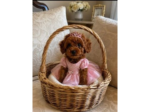 Küçük poodle şekerler