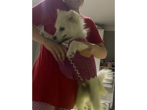 Japon spitz 5 aylık