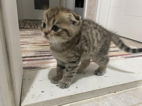 Şecere babadan 2 erkek scottish fold yavru