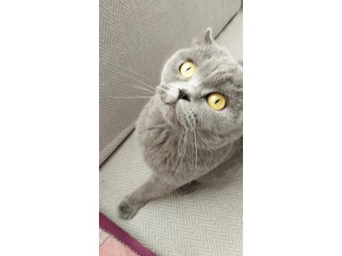 3 yaşında scottish fold kedim