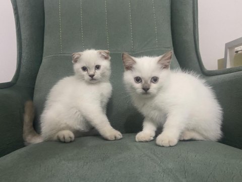 Scottish fold blue point ve tabby yavru